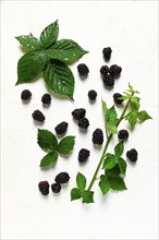 Fresh blackberries, with foliage, top view, on a light background, no people