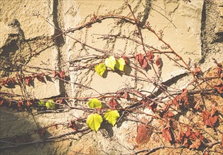 Ivy on a textured wall in autumn, sunlight, wallpaper, mobile photo