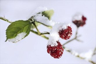 Close up of red unripe berries of blackberry bush (Rubus fruticosus) in the snow in winter