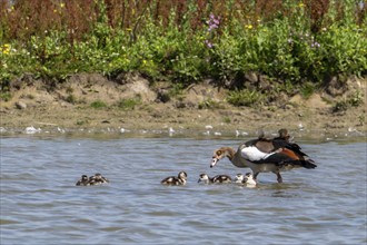 Egyptian goose (Alopochen aegyptiaca) with goslings swimming in pond in wetland in summer