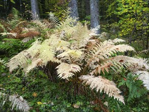 Bracken (Pteridium aquilinum) in autumn colour, in the Rhön UNESCO Biosphere nature reserve, county