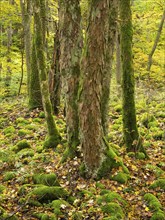 Sycamore tree stems (Acer pseudoplatanus) in autumn colour, and moss covered boulders, in the Rhön