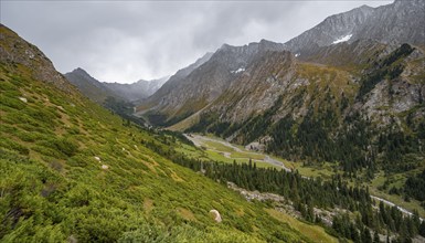 Green mountain valley with river and steep mountain peaks, Chong Kyzyl Suu Valley, Terskey Ala Too,