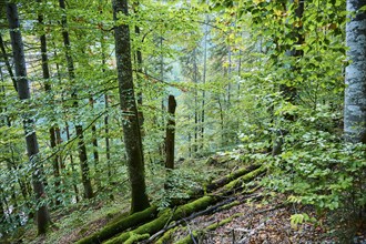 Forest at Lake Koenigssee in autumn, Alps, Bavaria, Germany, Europe