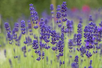 Lavender in bloom, North Rhine-Westphalia, Germany, Europe