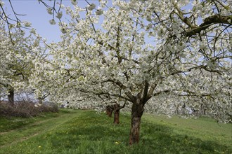 Flowering cherry trees (Prunus avium), Franconia, Bavaria, Germany, Europe