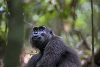 Western lowland gorilla (Gorilla gorilla gorilla), female, Loango National Park, Parc National de