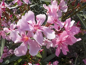 Flowering oleander (Nerium oleander), Italy, Europe