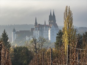 View over Proschwitz vineyard to town Meissen with castle Albrechtsburg, autumn, Germany, Europe