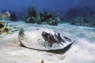 Southern Stingray (Hypanus americanus) Southern stingray Species of stingray with venomous sting in