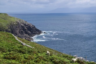 Coastal landscape at Slea Head, Dingle Peninsula, County Kerry, Ireland, Europe