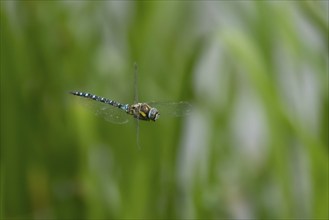 Migrant hawker dragonfly (Aeshna mixta) adult insect flying in the summer, Suffolk, England, United