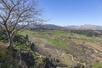 Serranía de Ronda, Ronda, Andalusia, Spain, Europe