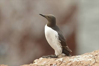 Common guillemot (Uria aalge), adult, on sandstone cliffs on the steep coast, Heligoland, North