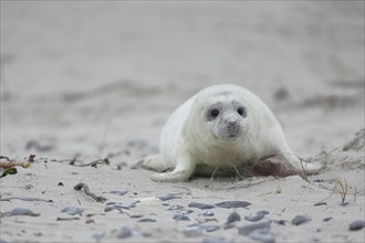 Grey seal (Halichoerus grypus), pup lying on the beach, Heligoland, dune, North Sea, island,