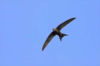 Common swift (Apus apus), family of swallows, Mannheim, Baden-Württemberg, Federal Republic of