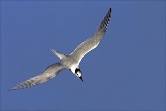 Sandwich tern (Sterna sandvicensis), Bowman's Beach, Sanibel Island, Florida, USA, North America