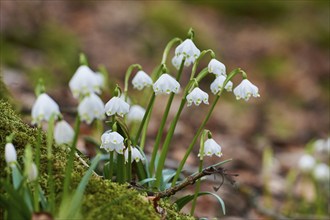 Spring snowflake (Leucojum vernum) flowering in a forest in spring, Upper Palatinate, Bavaria,