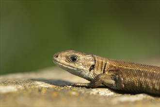 Common lizard (Zootoca vivipara) adult reptile basking on a wooden sleeper, England, United