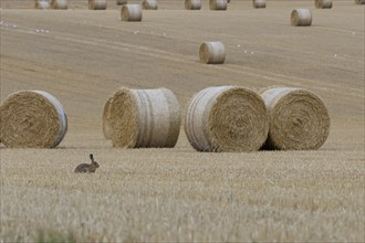 European brown hare (Lepus europaeus) adult animal sitting in a farmland stubble field with straw