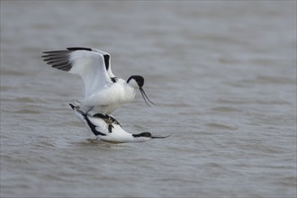 Pied avocet (Recurvirostra avosetta) two adult wading birds mating in shallow water, England,