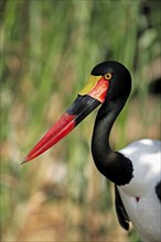 Saddle-billed stork (Ephippiorhynchus senegalensis), adult, portrait, South Africa, Africa