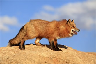 Red fox (Vulpes vulpes), adult, on rocks, alert, attentive, Monument Valley, Utah, USA, North