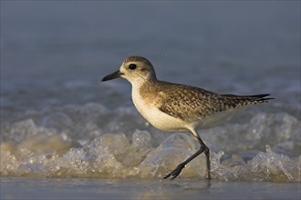 Little Ringed Plover (Pluvialis squatarola), Ft. De Soto Park, St. Petersburg, Florida, USA, North