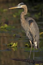 Canada Heron, (Ardea herodias), Anhinga Trail, Everglades NP, Everglades NP, Florida, USA, North