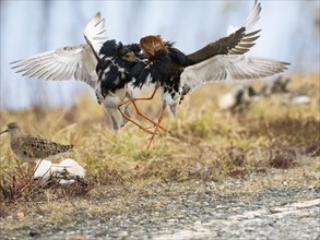 Ruff (Calidris pugnax) two males in breeding plumage at lek, fighting over female, Pokka, Finnish