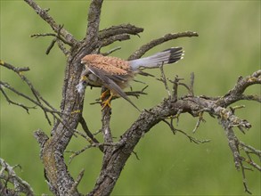 A kestrel perched on a twisted branch with prey in its talons, partially crouched, defending its