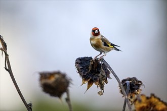 Goldfinch, goldfinch (Carduelis carduelis), adult bird foraging on a sunflower, Oberhausen, Ruhr