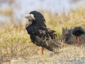 Ruff (Calidris pugnax) male in breeding plumage at lek, resting after displaying, Pokka, Finnish