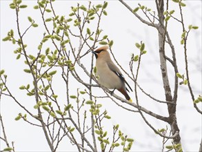 Bohemian waxwing (Bombycilla garrulus) feeding on Willow catkins, (Salix sp.), May, Finnish Lapland