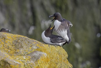 Razorbill (Alca torda), copulation, Latrabjarg, Westfjords, Iceland, Europe