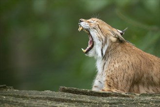 Portrait of a lynx (Lynx lynx), open mouth, teeth, Haltern, North Rhine-Westphalia, Germany, Europe