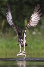 Western osprey (Pandion haliaetus) hunting, Aviemore, Scotland, Great Britain