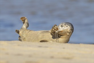 Common seal (Phoca vitulina) juvenile baby pup animal resting on a seaside beach, Norfolk, England,