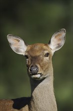 Manchurian sika deer (Cervus nippon hortulorum), female, portrait, captive, Germany, Europe