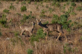 Roe deer (Capreolus capreolus) adult female doe and juvenile fawn in a woodland clearing, Suffolk,