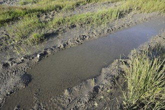 Natterjack toad (Epidalea calamita, Bufo calamita), tadpoles in a puddle, North Rhine-Westphalia,