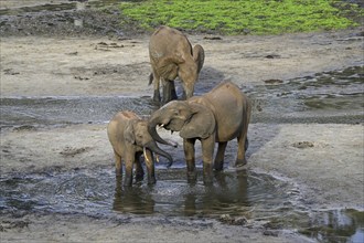 African forest elephants (Loxodonta cyclotis) in the Dzanga Bai forest clearing, Dzanga-Ndoki