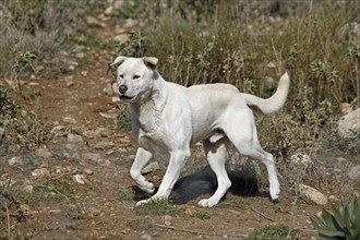 Dingo (Canis lupus dingo), Antequera, Andalusia, Spain, Captive, Europe