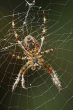 European garden spider (Araneus diadematus), female in web, North Rhine-Westphalia, Germany, Europe