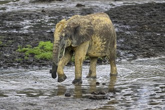 African forest elephant (Loxodonta cyclotis) in the Dzanga Bai forest clearing, Dzanga-Ndoki