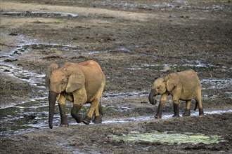 African forest elephants (Loxodonta cyclotis) in the Dzanga Bai forest clearing, Dzanga-Ndoki