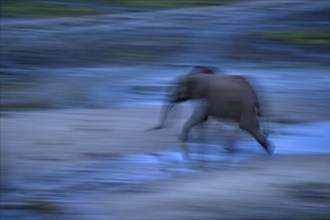 African forest elephant (Loxodonta cyclotis) in the Dzanga Bai forest clearing, blue hour,