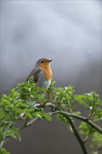 European robin (Erithacus rubecula) on curved branch with freshly sprouted green leaves in spring,