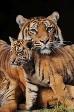 Sumatran tiger (Panthera tigris sumatrae), female with young, captive, occurring in Sumatra,