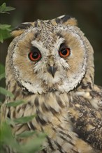 Long-eared owl (Asio otus), portrait, North Rhine-Westphalia, Germany, Europe